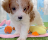 Yorkie Poo Puppies For Sale Fairfield Furbabies